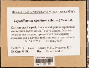 Leptodictyum riparium (Hedw.) Warnst., Bryophytes, Bryophytes - Chukotka & Kamchatka (B21) (Russia)