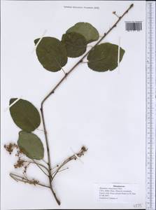 Frangula alnus subsp. alnus, America (AMER) (United States)