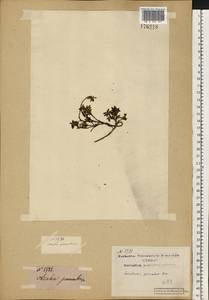 Kalmia procumbens (L.) Gift, Kron & P. F. Stevens, Eastern Europe, Northern region (E1) (Russia)