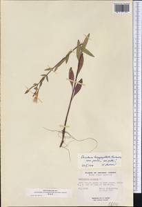 Oenothera biennis L., America (AMER) (Canada)