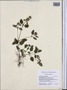 Prunella vulgaris L., Western Europe (EUR) (Bulgaria)