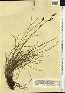 Carex bigelowii subsp. lugens (Holm) T.V.Egorova, Siberia, Yakutia (S5) (Russia)