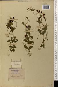 Lathyrus miniatus M.Bieb. ex Steven, Caucasus, Krasnodar Krai & Adygea (K1a) (Russia)