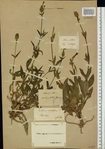 Silene latifolia subsp. alba (Mill.) Greuter & Burdet, Eastern Europe, North-Western region (E2) (Russia)