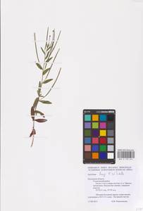 Epilobium lamyi F. W. Schultz, Eastern Europe, Central region (E4) (Russia)