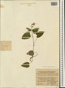 Campanula rapunculoides L., Caucasus, Krasnodar Krai & Adygea (K1a) (Russia)