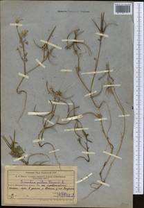 Scandix pecten-veneris L., Middle Asia, Western Tian Shan & Karatau (M3) (Uzbekistan)