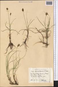 Carex stenophylla subsp. stenophylloides (V.I.Krecz.) T.V.Egorova, Middle Asia, Western Tian Shan & Karatau (M3) (Uzbekistan)