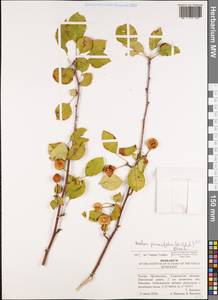 Malus prunifolia (Willd.) Borkh., Eastern Europe, Middle Volga region (E8) (Russia)