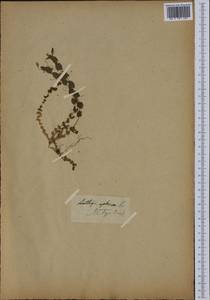 Lathyrus aphaca L., Western Europe (EUR) (France)