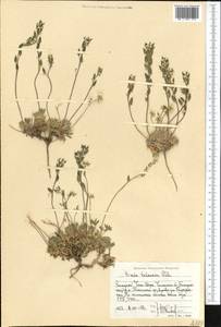 Draba talassica Pohle, Middle Asia, Western Tian Shan & Karatau (M3) (Uzbekistan)