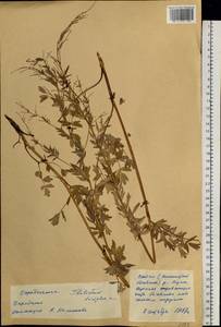 Thalictrum simplex L., Siberia, Yakutia (S5) (Russia)