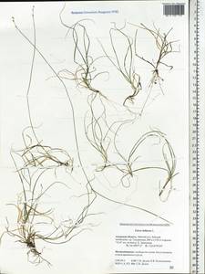 Carex loliacea L., Siberia, Russian Far East (S6) (Russia)