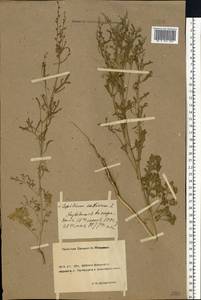Lepidium sativum L., Eastern Europe, Rostov Oblast (E12a) (Russia)
