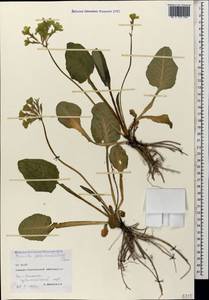 Primula elatior subsp. pseudoelatior (Kuzn.) W. W. Sm. & Forrest, Caucasus, North Ossetia, Ingushetia & Chechnya (K1c) (Russia)