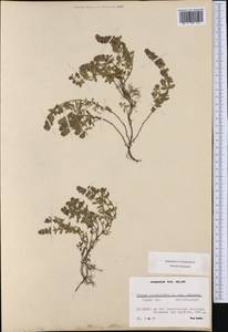 Thymus pulegioides subsp. effusus (Host) Ronniger, Western Europe (EUR) (Switzerland)