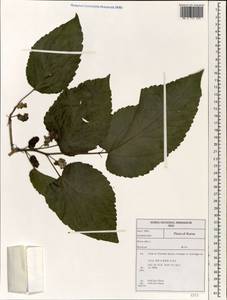 Morus alba L., South Asia, South Asia (Asia outside ex-Soviet states and Mongolia) (ASIA) (South Korea)