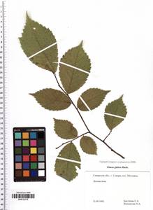 Ulmus glabra Huds., Eastern Europe, Middle Volga region (E8) (Russia)
