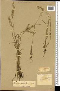 Bromus commutatus Schrad., Caucasus, Krasnodar Krai & Adygea (K1a) (Russia)