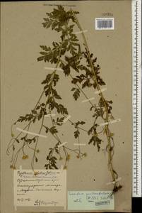 Tanacetum partheniifolium (Willd.) Sch. Bip., Caucasus, Stavropol Krai, Karachay-Cherkessia & Kabardino-Balkaria (K1b) (Russia)