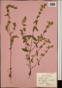 Stachys annua (L.) L., Eastern Europe, Central region (E4) (Russia)