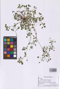 Medicago falcata L., Eastern Europe, Moscow region (E4a) (Russia)