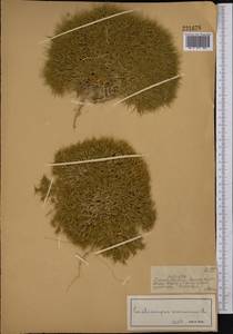 Ceratocarpus arenarius L., Middle Asia, Muyunkumy, Balkhash & Betpak-Dala (M9) (Kazakhstan)