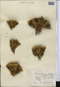 Thylacospermum caespitosum (Cambess.) Schischk., Middle Asia, Northern & Central Tian Shan (M4) (Kazakhstan)