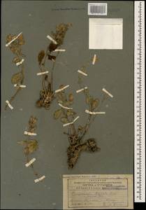 Campanula coriacea P.H.Davis, Caucasus, Armenia (K5) (Armenia)