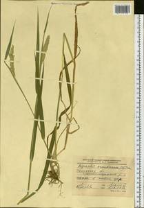 Phalaris arundinacea L., Siberia, Western Siberia (S1) (Russia)