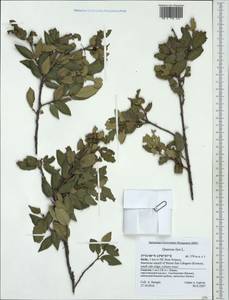 Quercus ilex L., Western Europe (EUR) (Italy)