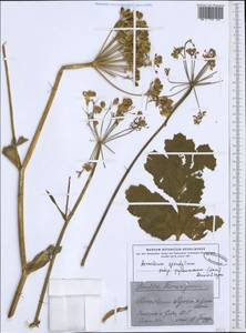 Heracleum sphondylium subsp. pyrenaicum (Lam.) Bonnier & Layens, Western Europe (EUR) (France)