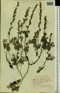 Artemisia laciniata Willd., Siberia, Russian Far East (S6) (Russia)