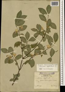 Lonicera steveniana Fisch. ex Pojark., Caucasus, South Ossetia (K4b) (South Ossetia)