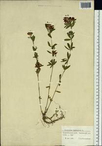 Trifolium lupinaster L., Siberia, Altai & Sayany Mountains (S2) (Russia)