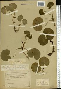 Asarum europaeum L., Eastern Europe, Central region (E4) (Russia)