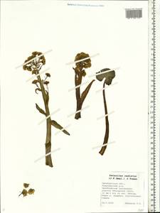 Petasites radiatus (J. F. Gmel.) J. Toman, Eastern Europe, Eastern region (E10) (Russia)