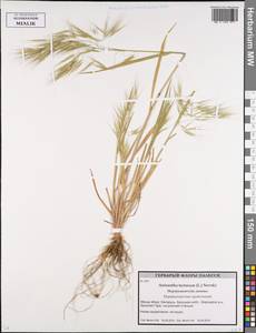 Bromus tectorum L., Eastern Europe, Belarus (E3a) (Belarus)