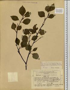 Betula pendula subsp. pendula, Siberia, Central Siberia (S3) (Russia)