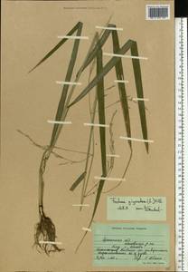 Lolium giganteum (L.) Darbysh., Eastern Europe, South Ukrainian region (E12) (Ukraine)