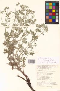 Potentilla collina Wibel, Eastern Europe, Lower Volga region (E9) (Russia)