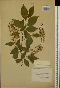 Prunus padus L., Eastern Europe, South Ukrainian region (E12) (Ukraine)