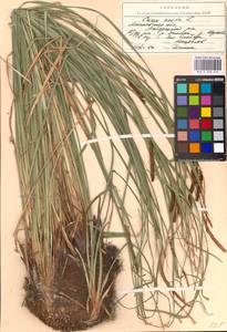 Carex acuta L., Eastern Europe, Moscow region (E4a) (Russia)