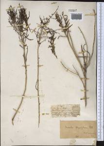 Suaeda physophora Pall., Middle Asia, Muyunkumy, Balkhash & Betpak-Dala (M9) (Kazakhstan)