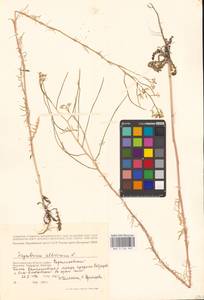 Sisymbrium altissimum L., Eastern Europe, Lower Volga region (E9) (Russia)