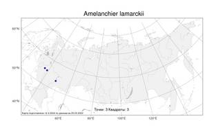 Amelanchier ×lamarckii F. G. Schroed., Atlas of the Russian Flora (FLORUS) (Russia)