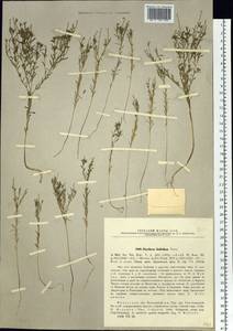 Diarthron linifolium Turcz., Siberia, Baikal & Transbaikal region (S4) (Russia)