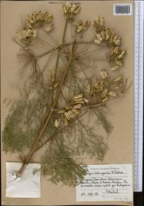 Prangos uloptera DC., Middle Asia, Western Tian Shan & Karatau (M3) (Uzbekistan)