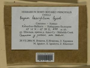 Rosulabryum moravicum (Podp.) Ochyra & Stebel, Bryophytes, Bryophytes - North Caucasus & Ciscaucasia (B12) (Russia)