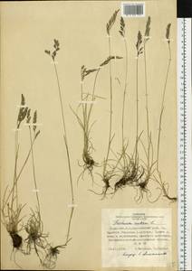 Festuca rubra L., Siberia, Altai & Sayany Mountains (S2) (Russia)